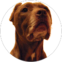 Andrea Vallarano profile picture